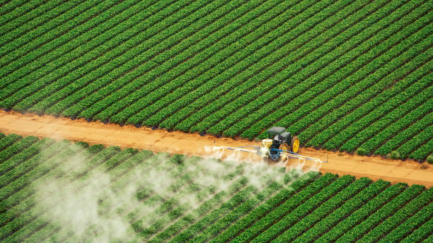 Best Termite Control Services  in Capac, MI