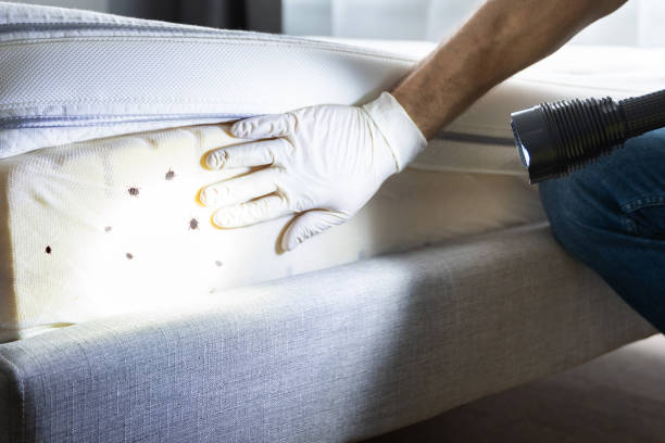 Best Affordable Pest Control Services  in Capac, MI