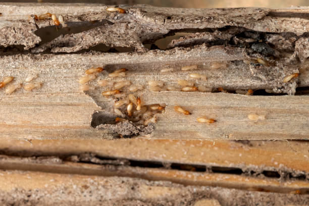 Trusted Capac, MI Pest Control Experts